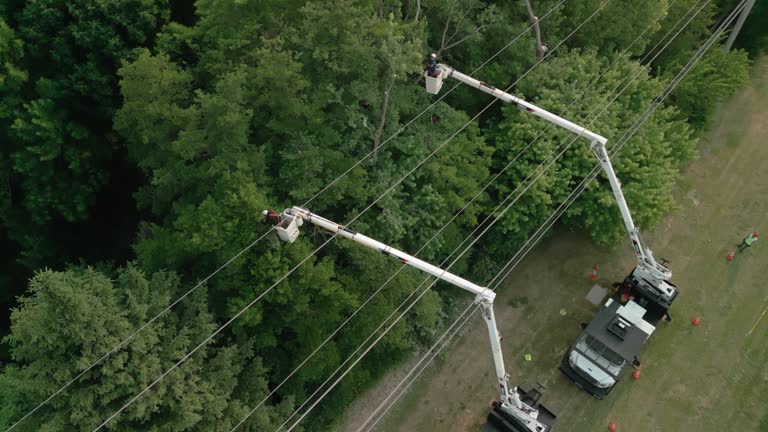 Best Tree Disease Treatment  in Colonial Rk, PA